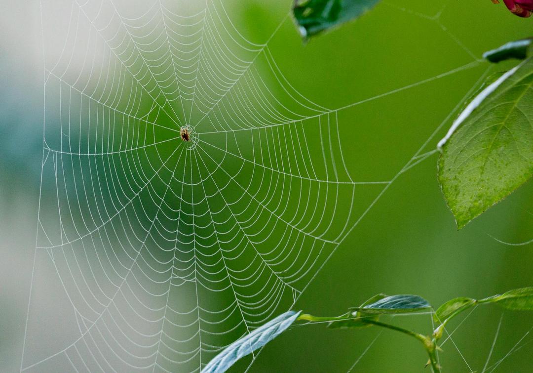 Design a Web Crawler